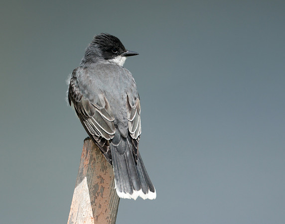 Eastern Kingbird Tyrannus tyrannus