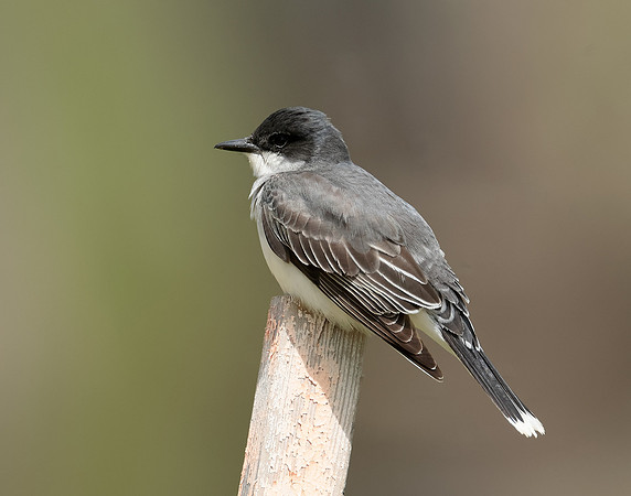 Eastern Kingbird Tyrannus tyrannus