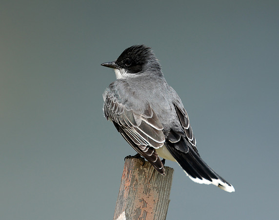 Eastern Kingbird Tyrannus tyrannus