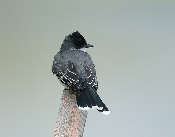 Eastern Kingbird Tyrannus tyrannus