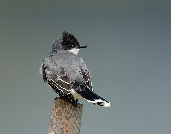 Eastern Kingbird Tyrannus tyrannus