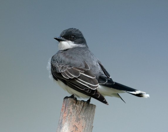 Eastern Kingbird Tyrannus tyrannus