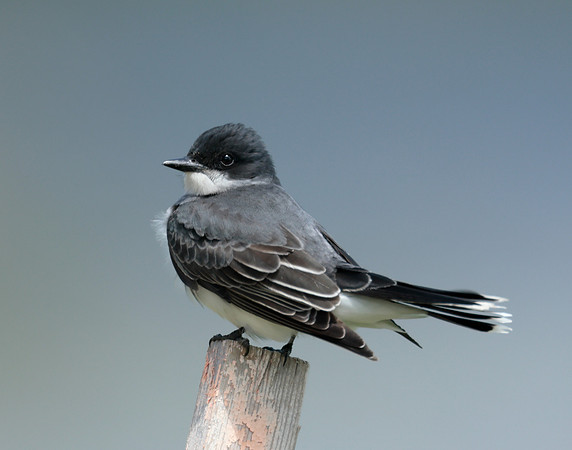 Eastern Kingbird Tyrannus tyrannus