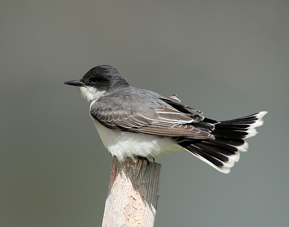 Eastern Kingbird Tyrannus tyrannus