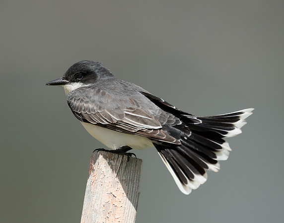 Eastern Kingbird Tyrannus tyrannus