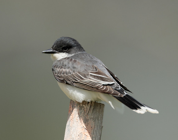 Eastern Kingbird Tyrannus tyrannus