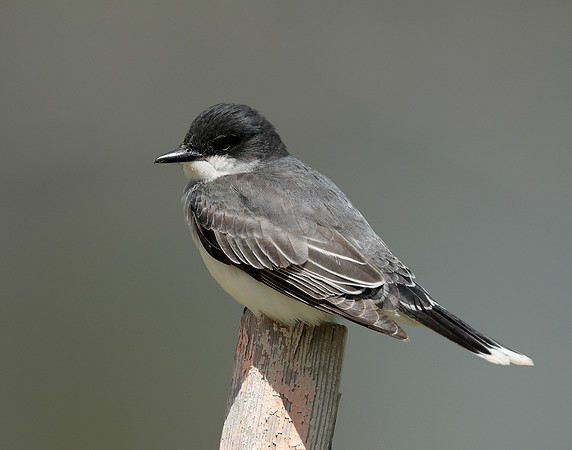 Eastern Kingbird Tyrannus tyrannus