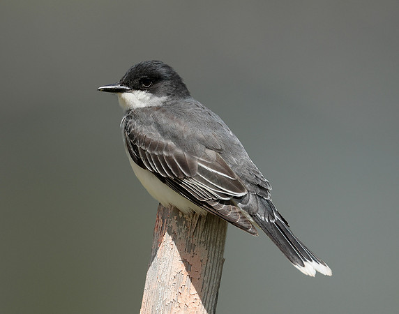 Eastern Kingbird Tyrannus tyrannus