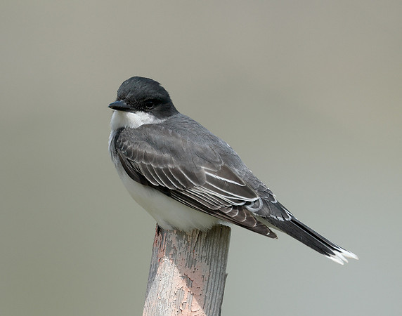 Eastern Kingbird Tyrannus tyrannus