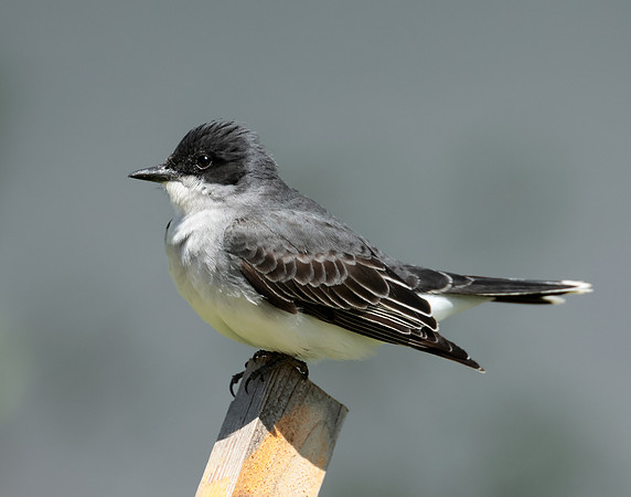 Eastern Kingbird Tyrannus tyrannus
