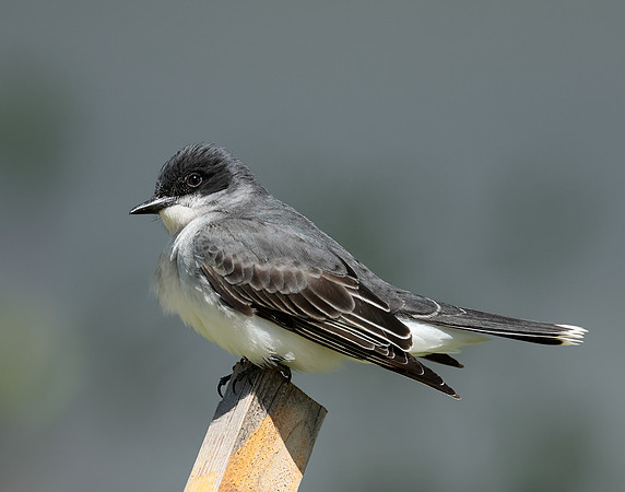 Eastern Kingbird Tyrannus tyrannus