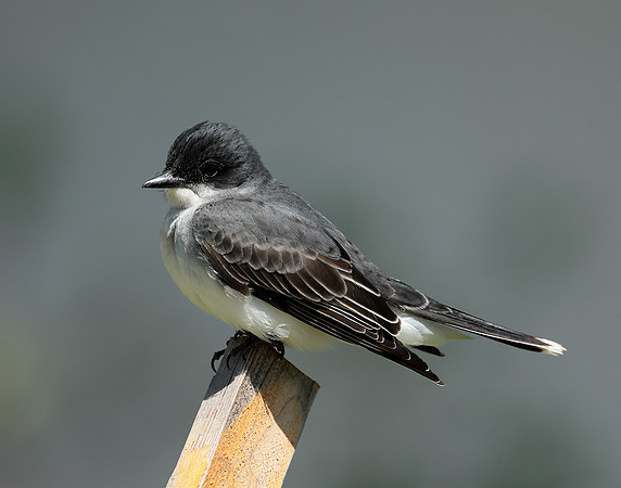 Eastern Kingbird Tyrannus tyrannus