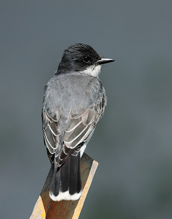 Eastern Kingbird Tyrannus tyrannus