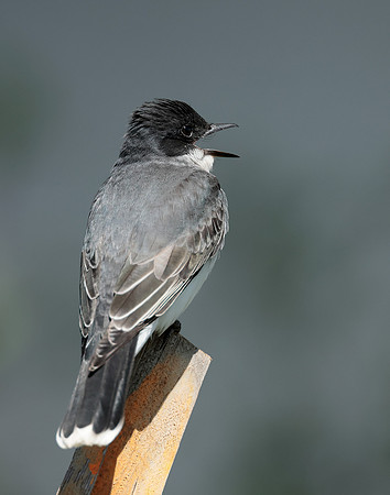 Eastern Kingbird Tyrannus tyrannus