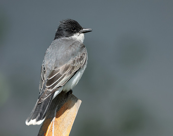 Eastern Kingbird Tyrannus tyrannus