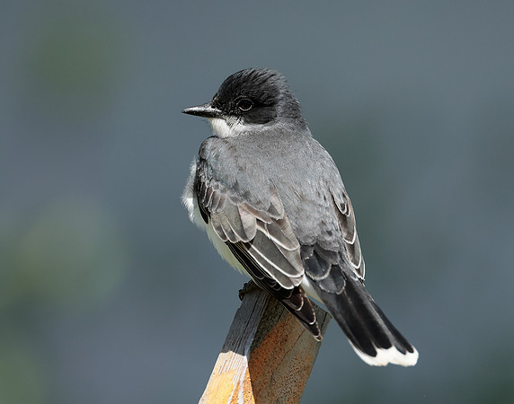 Eastern Kingbird Tyrannus tyrannus