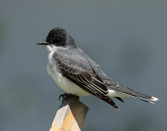 Eastern Kingbird Tyrannus tyrannus