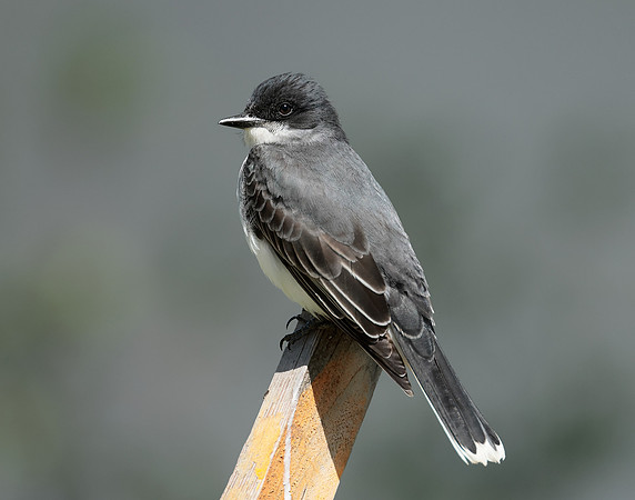 Eastern Kingbird Tyrannus tyrannus