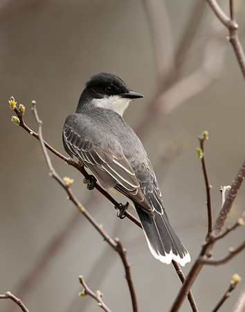 Eastern Kingbird Tyrannus tyrannus