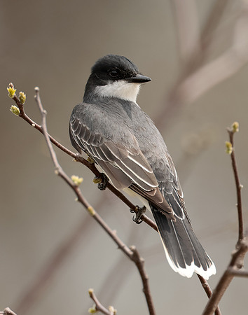 Eastern Kingbird Tyrannus tyrannus