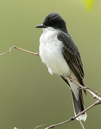 Eastern Kingbird Tyrannus tyrannus