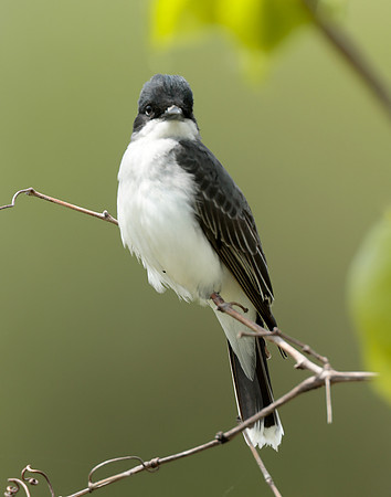 Eastern Kingbird Tyrannus tyrannus