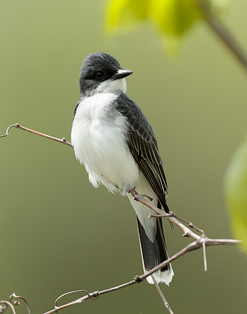 Eastern Kingbird Tyrannus tyrannus