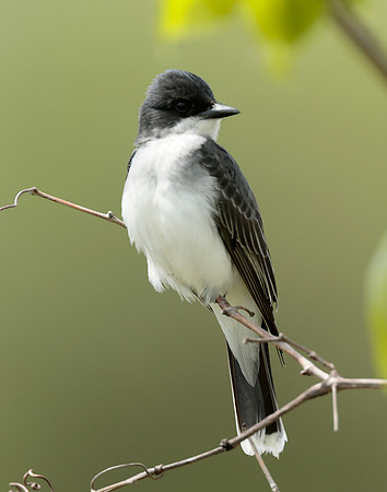 Eastern Kingbird Tyrannus tyrannus