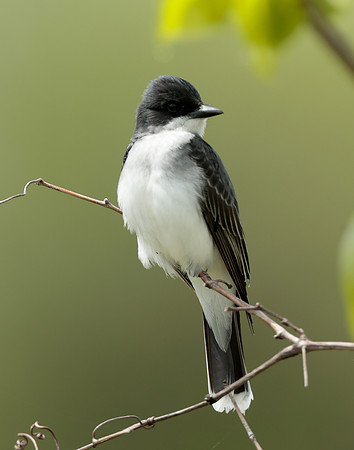 Eastern Kingbird Tyrannus tyrannus