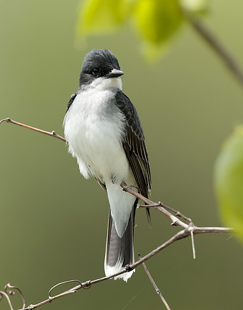 Eastern Kingbird Tyrannus tyrannus
