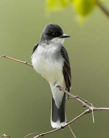 Eastern Kingbird Tyrannus tyrannus