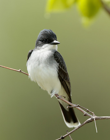 Eastern Kingbird Tyrannus tyrannus
