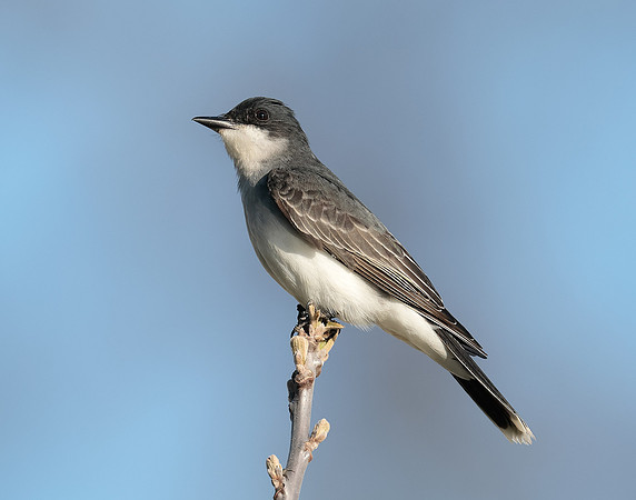 Eastern Kingbird Tyrannus tyrannus