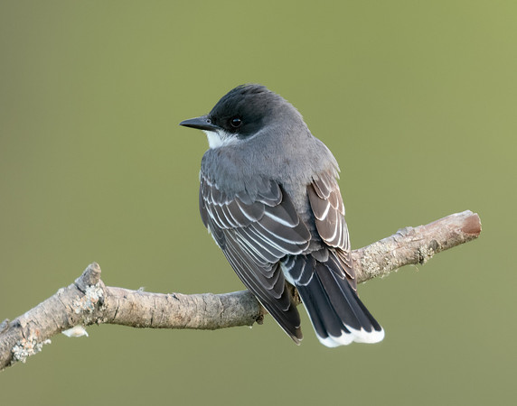 Eastern Kingbird Tyrannus tyrannus