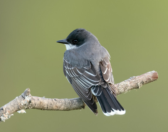 Eastern Kingbird Tyrannus tyrannus