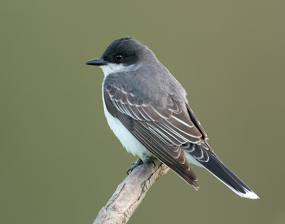 Eastern Kingbird Tyrannus tyrannus