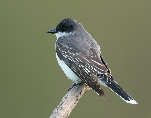 Eastern Kingbird Tyrannus tyrannus