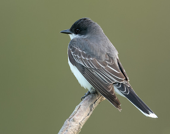 Eastern Kingbird Tyrannus tyrannus