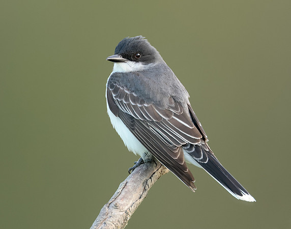 Eastern Kingbird Tyrannus tyrannus