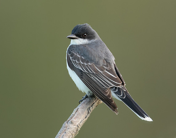Eastern Kingbird Tyrannus tyrannus