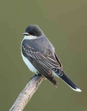 Eastern Kingbird Tyrannus tyrannus