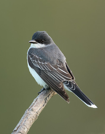 Eastern Kingbird Tyrannus tyrannus