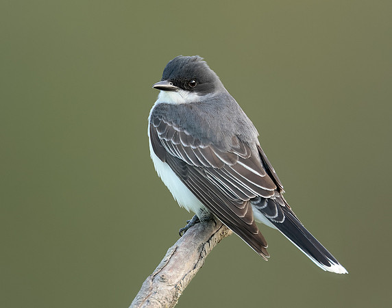 Eastern Kingbird Tyrannus tyrannus
