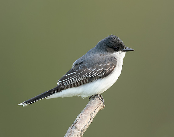 Eastern Kingbird Tyrannus tyrannus
