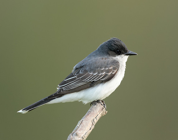 Eastern Kingbird Tyrannus tyrannus