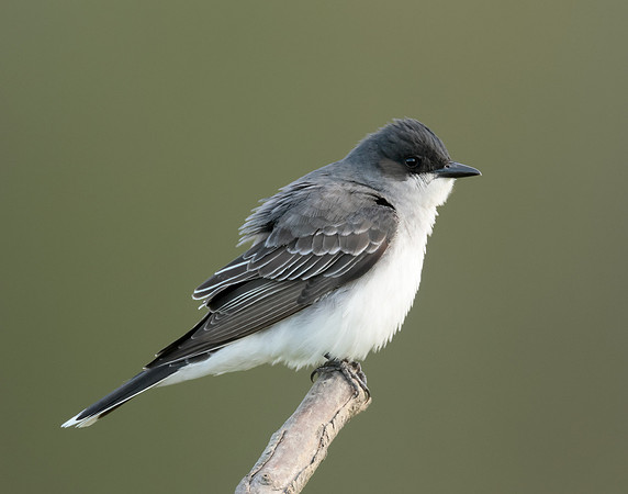 Eastern Kingbird Tyrannus tyrannus