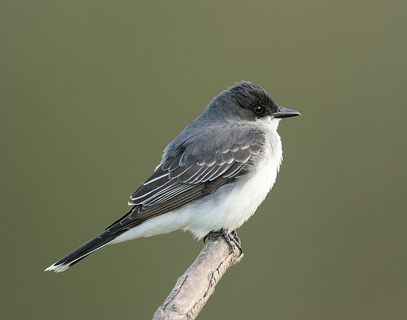 Eastern Kingbird Tyrannus tyrannus
