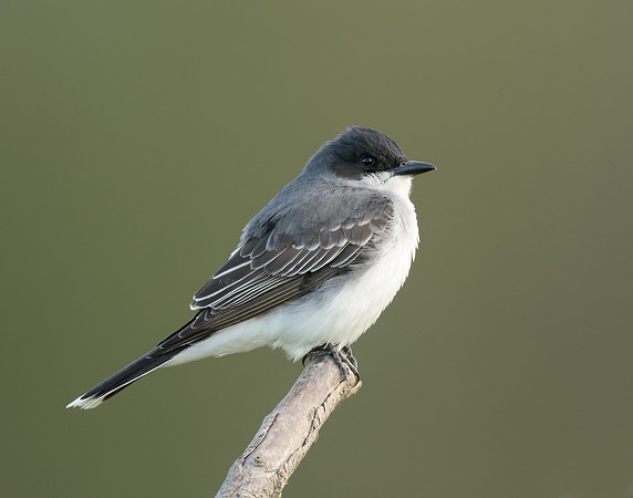 Eastern Kingbird Tyrannus tyrannus