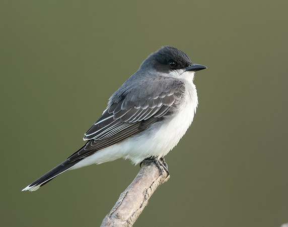 Eastern Kingbird Tyrannus tyrannus