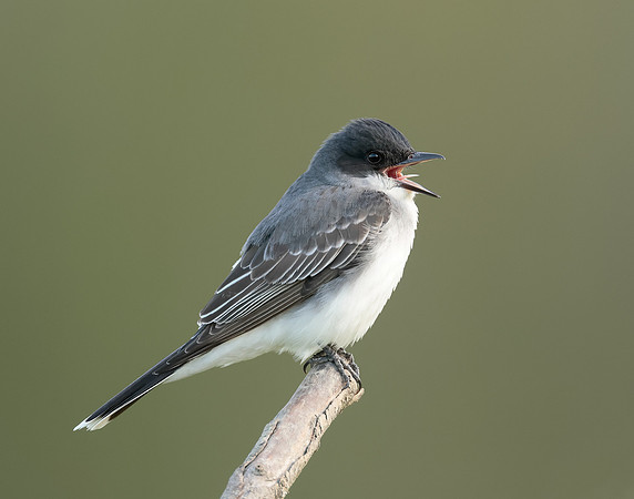 Eastern Kingbird Tyrannus tyrannus